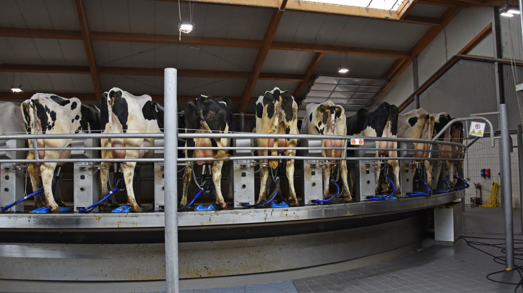 Automatyzacja dojenia