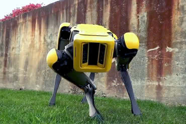 Robot Boston Dynamics zamiast farmerskiego owczarka 