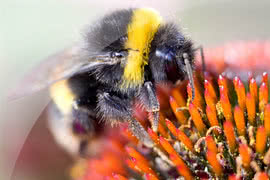 Czy roboty zapylające zastąpią pszczoły? 
