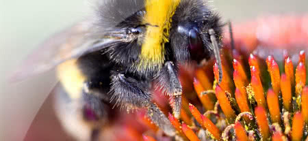 Czy roboty zapylające zastąpią pszczoły? 
