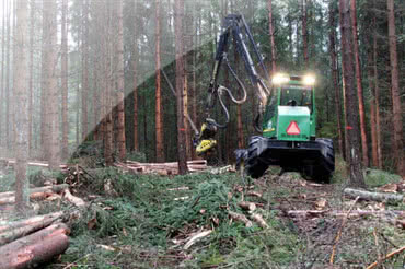 Wydano pierwsze certyfikaty pochodzenia energii elektrycznej z biomasy leśnej 